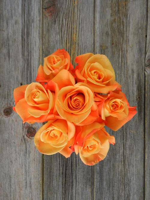 VOO DOO  ORANGE ROSES